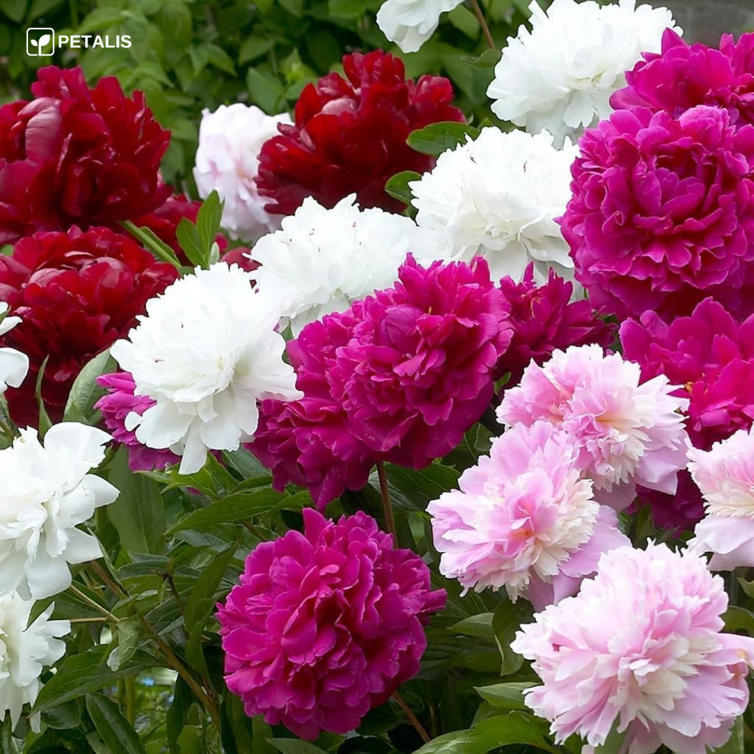 Semillas Petalis de flores para jardín