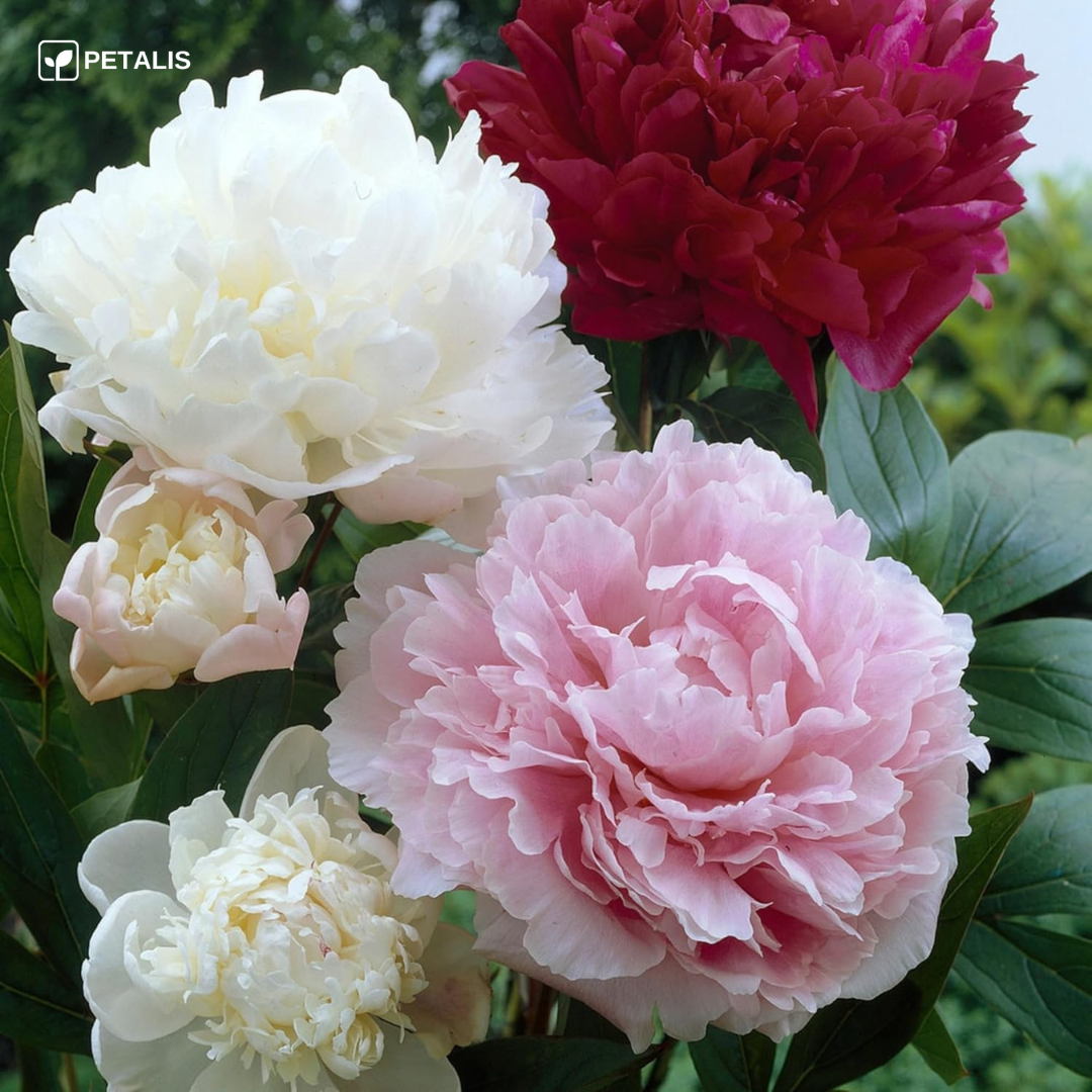 Semillas Petalis de flores para jardín