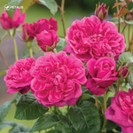 Semillas Petalis de flores para jardín
