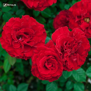 Semillas Petalis de flores para jardín