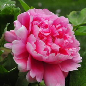 Semillas Petalis de flores para jardín